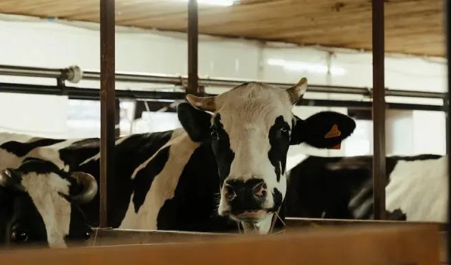 Dairy Health