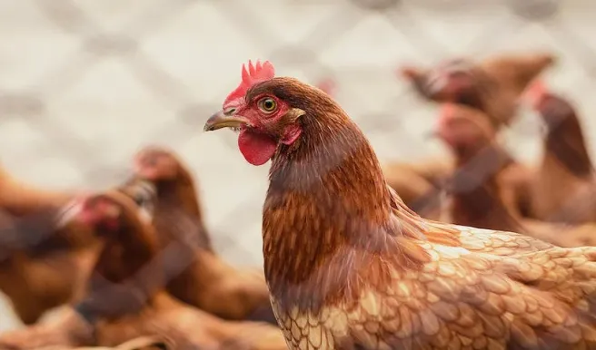Poultry Health