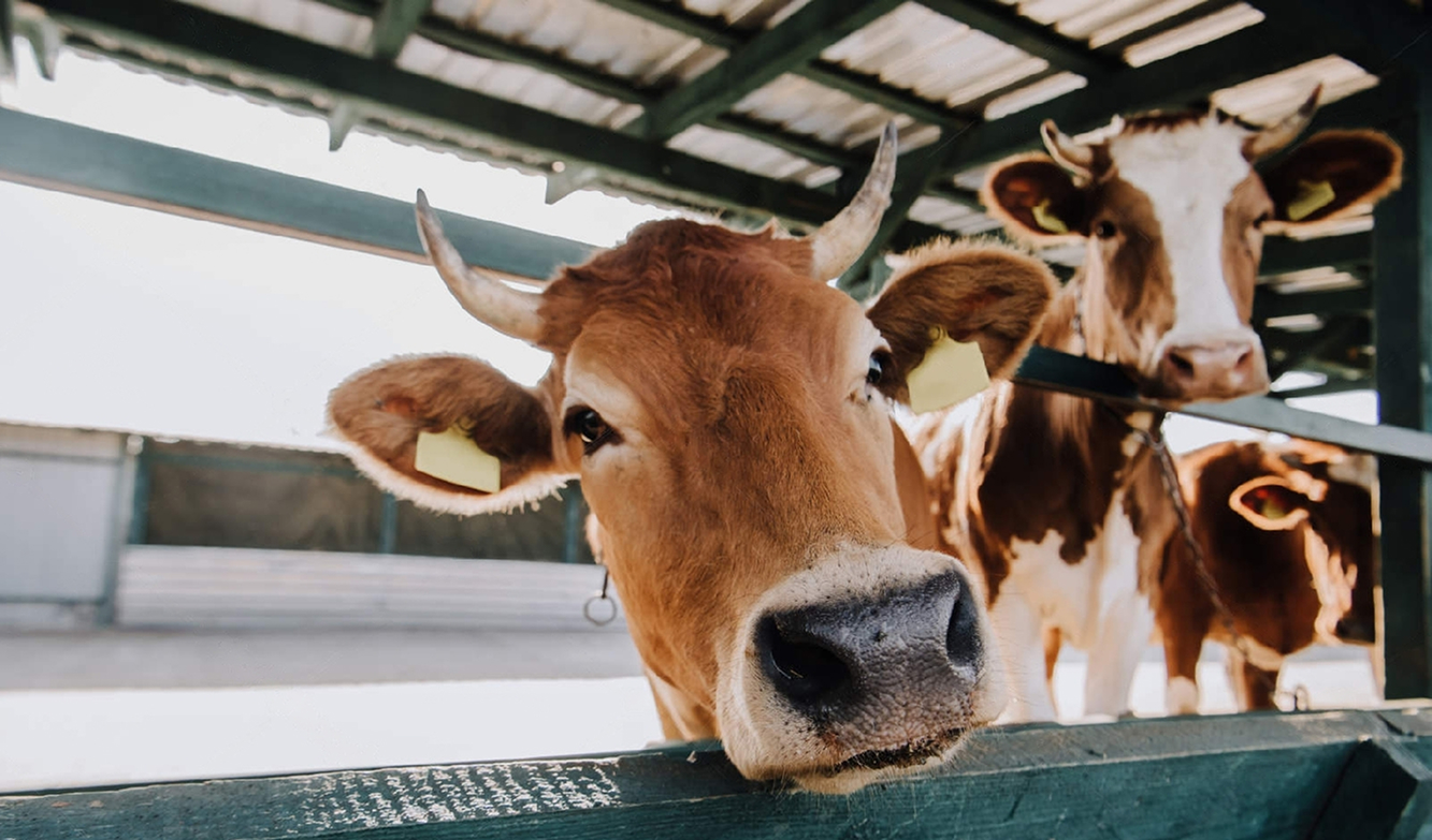 A herd of healthy brown cows in the Bangladeshi countryside